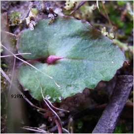 Nemacianthus caudatus