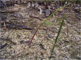 Thelymitra antennifera