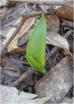 Thelymitra benthamiana