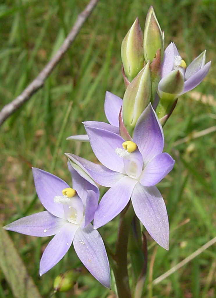 Thelymitra arenaria