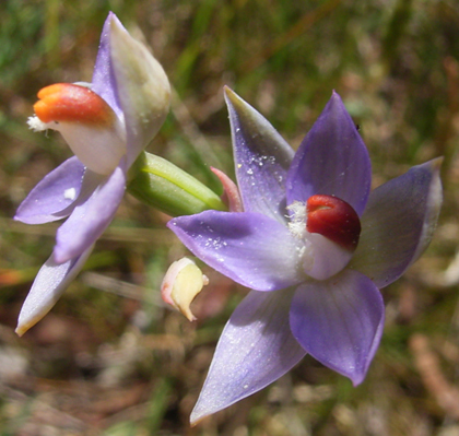 Thelymitra brevifolia