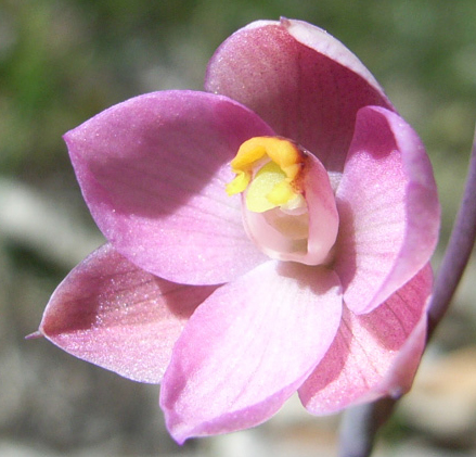 Thelymitra carnea
