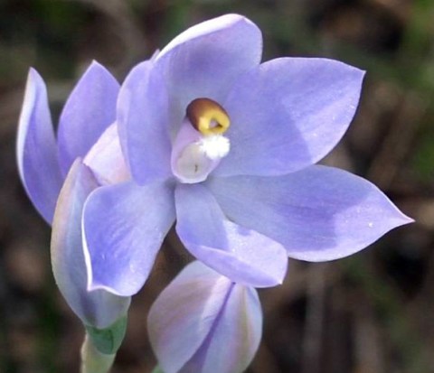 Thelymitra megcalyptra
