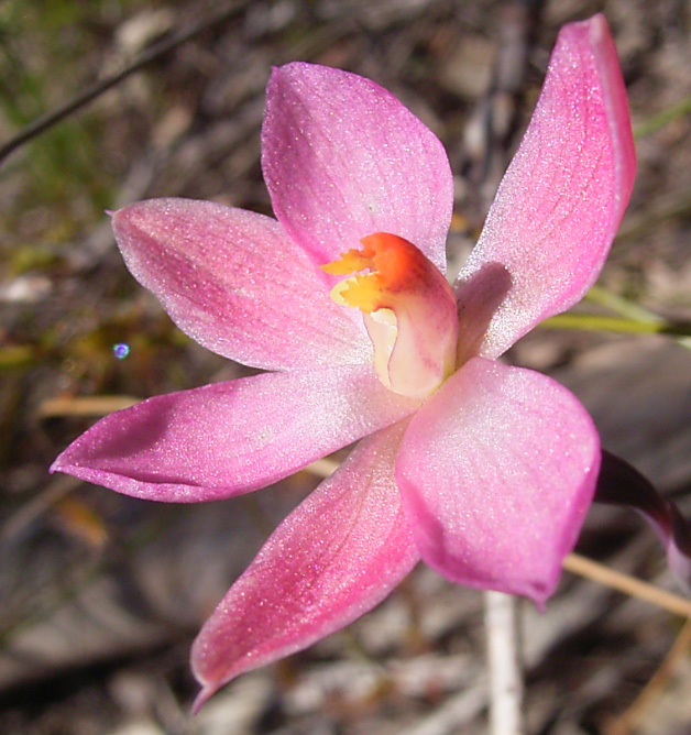 Thelymitra rubra