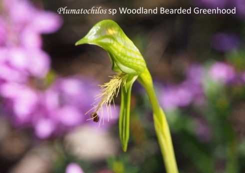 Plumatichlos sp Woodland Bearded Greenhood