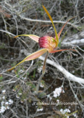 09 sm PM A ferruginea possible