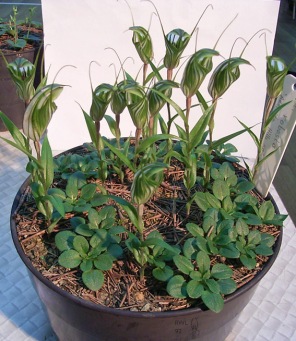 Diplodium in cultivation