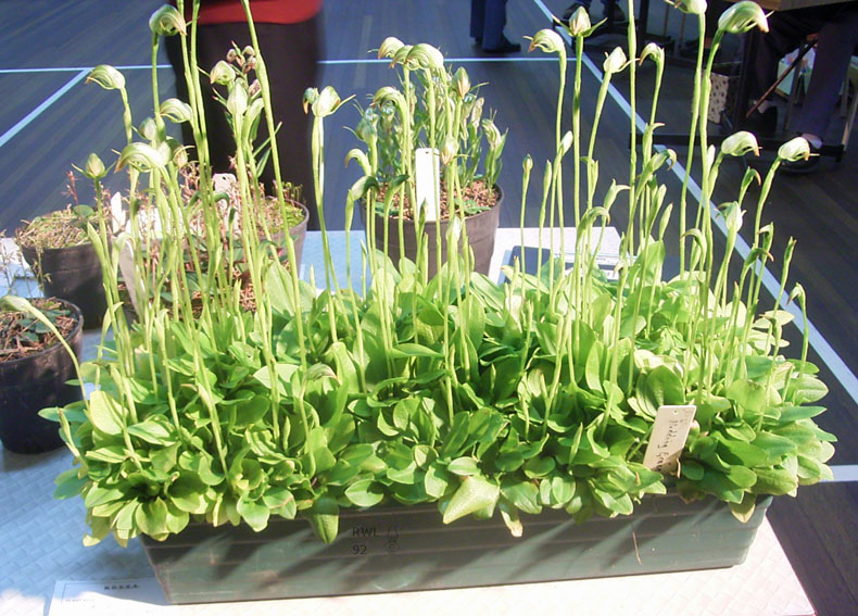 Pterostylis 'Nodding Grace'