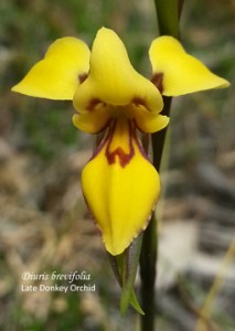 Diuris brevifolia (Late Donkey Orchid)