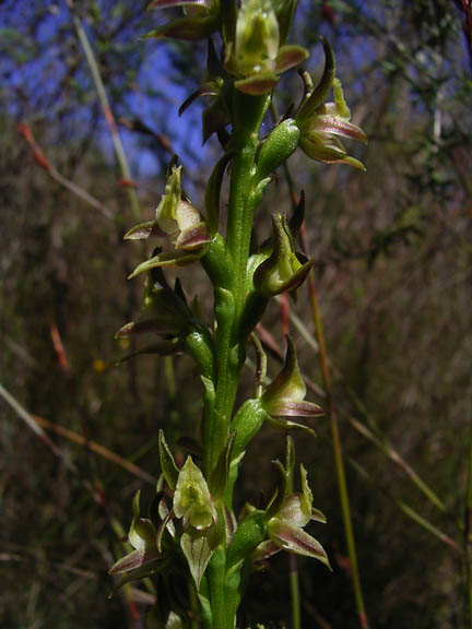 Prasophyllum murfettii sm