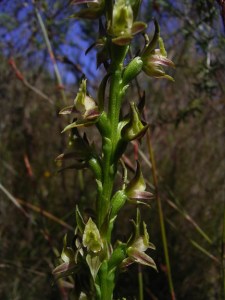 Prasophyllum murfettii (Denzel's Leek Orchid) 