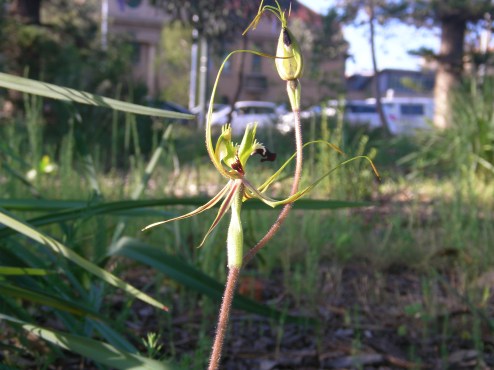 Orchid 1 Arachnorchis tentaculata