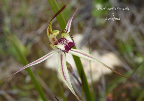 11sm JP Arachnorchis brumalis x conferta