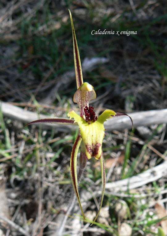 11sm PM Caladenia x enigma