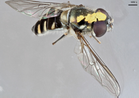 160219 Anita Marquart Melangyna collatus with pollinia