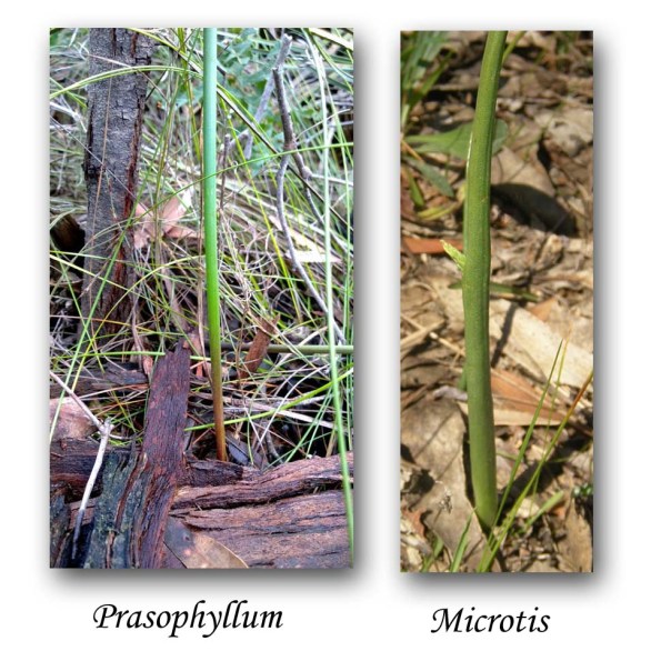 M &amp; P Leaf Bases