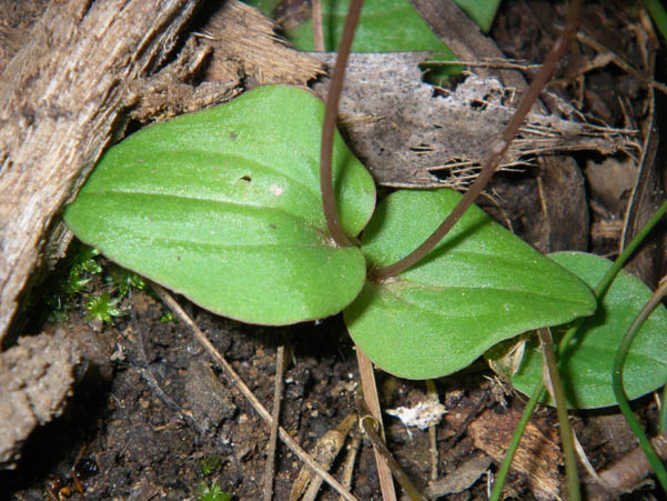 Atypical Cyrtostylis leaves