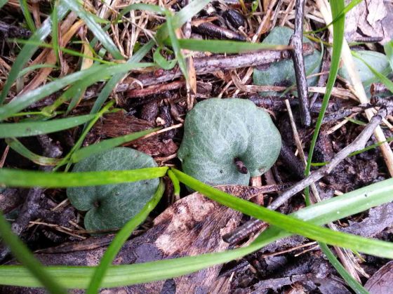 Cyrtostylis reniformis (4)