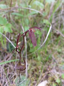 Cyrtostylis reniformis