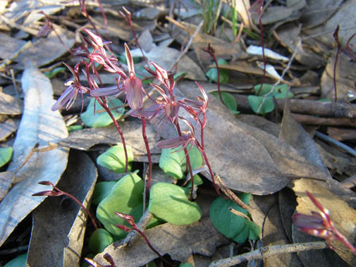 Cyrtostylis robusta