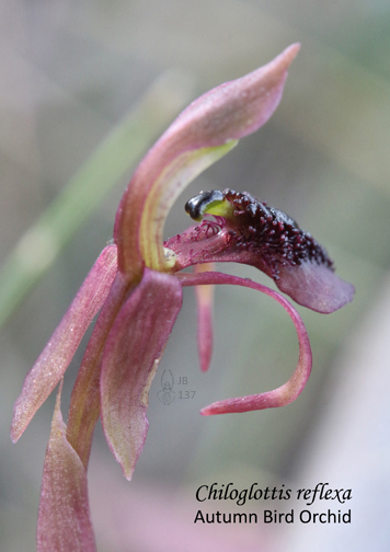 1604 sm JB Chilglottis reflexa
