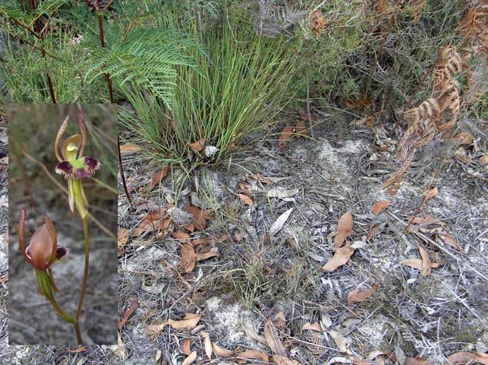 Leporella fimbriata  in patch