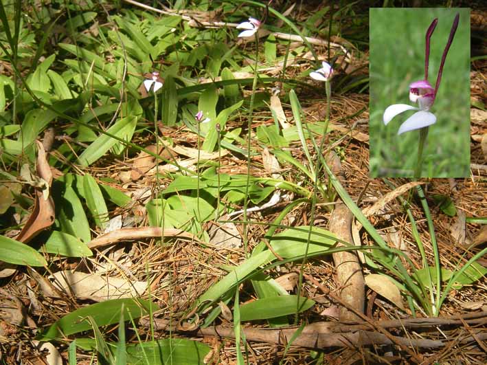 Leptoceras menziesii in patch