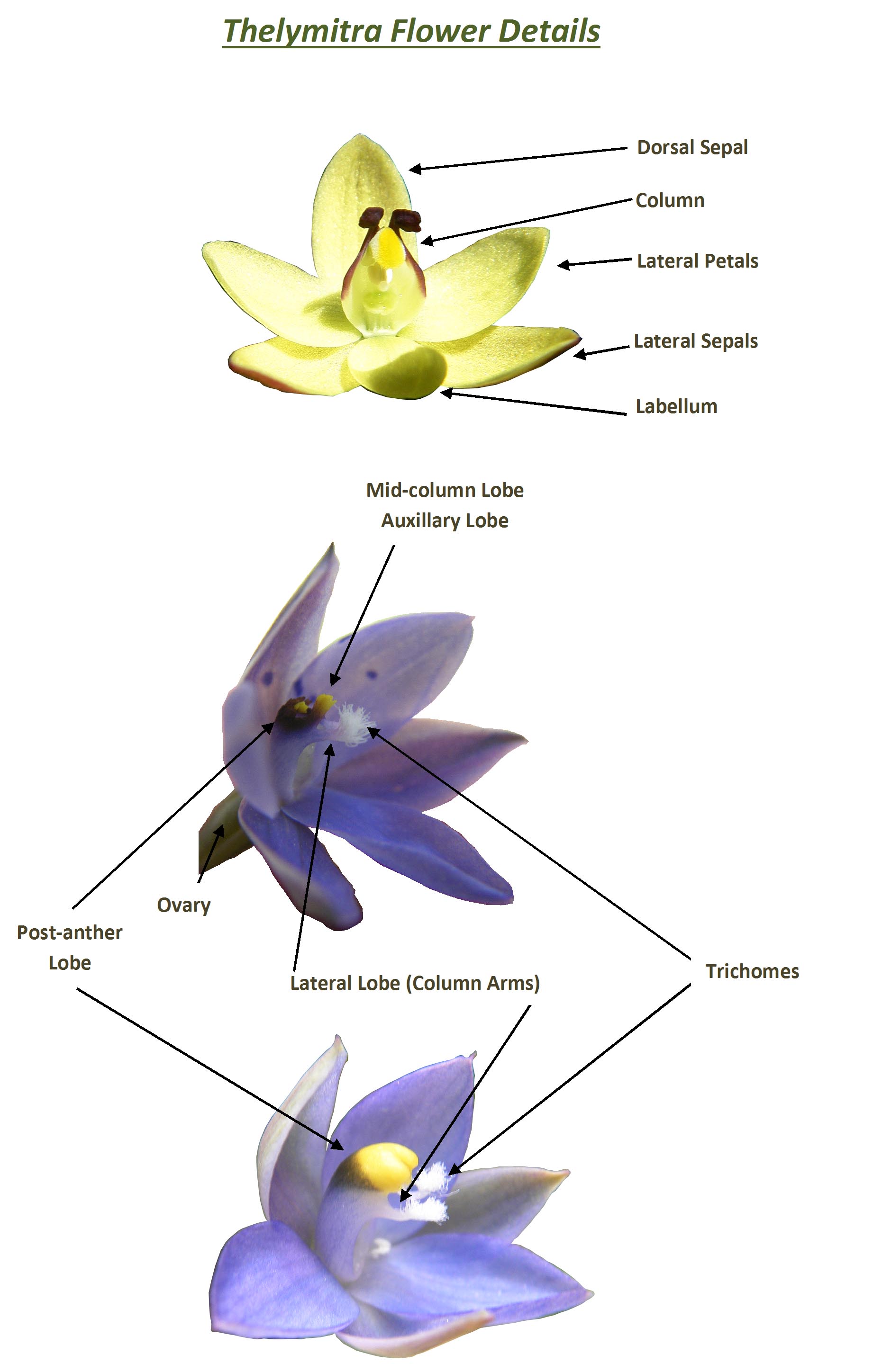 Thelymitra Flower Details