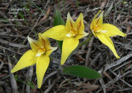 1605 sm PM Caladenia flava