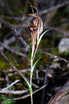 Diplodium dolichochilum