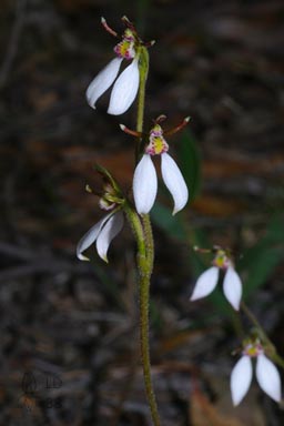 Eriochilus collinus