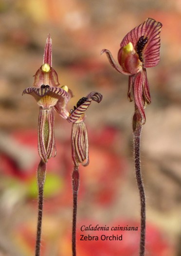 1606 sm RM Caladenia cairnsiana