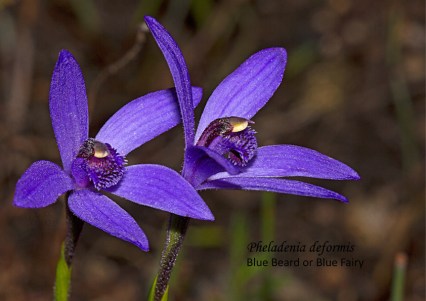 1608-sm-cc-pheladenia-deformis