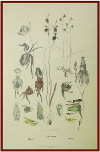 An 1888 reprint of one of his many prints. The species featured are Caleana major (Flying Duck Orchid) and Paracaleana minor (Little Duck Orchid)