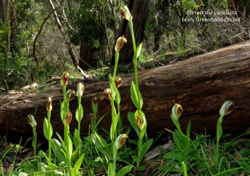 1609-sm-bs-pterostylis-cucullata