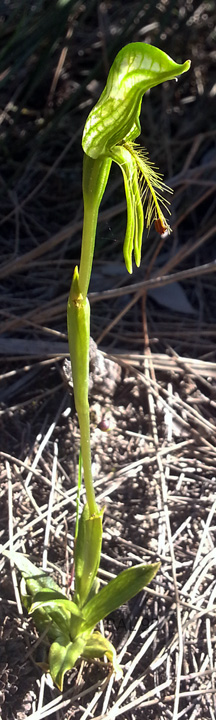 plumatochilos-sp-woodland-sm