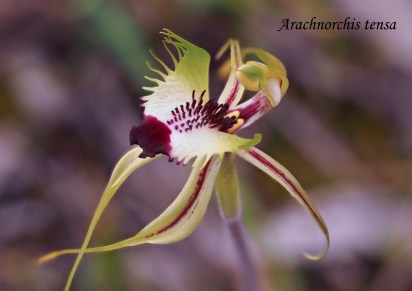 1610 JS A4 Arachnorchis tensa.jpg