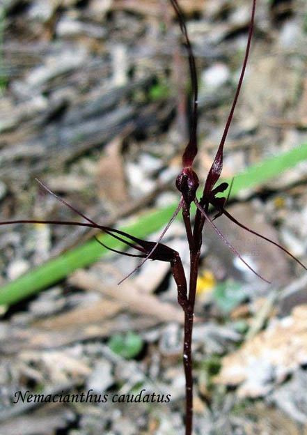 1610-ml-sm-nemacianthus-caudatus