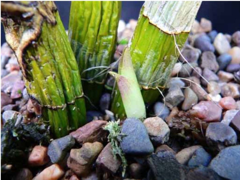 Plant 1-1 Den Jayden 'Jane'.jpg