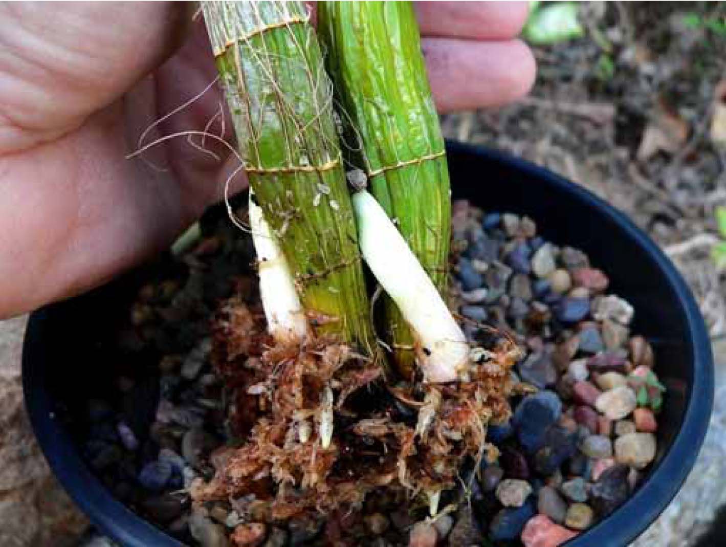 Plant 1-2-2 Den Jayden 'Jane'.jpg