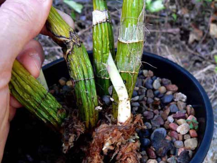 Plant 1-2 Den Jayden 'Jane'.jpg