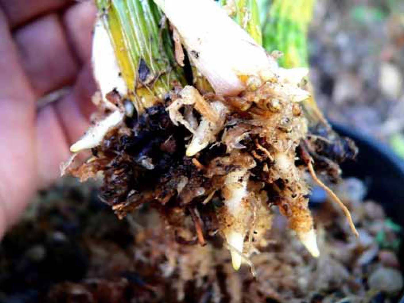 Plant 1-3 Den Jayden 'Jane'.jpg