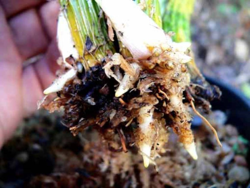 Plant 1-3 Den Jayden 'Jane'.jpg