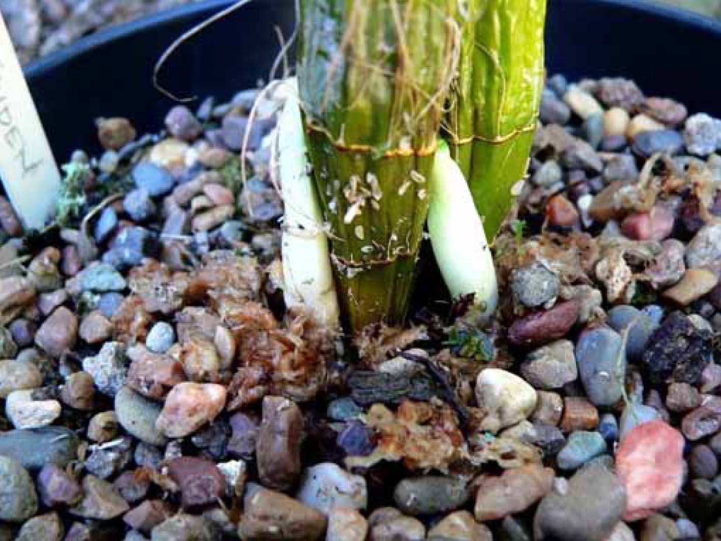 Plant 1-4 Den Jayden 'Jane'.jpg