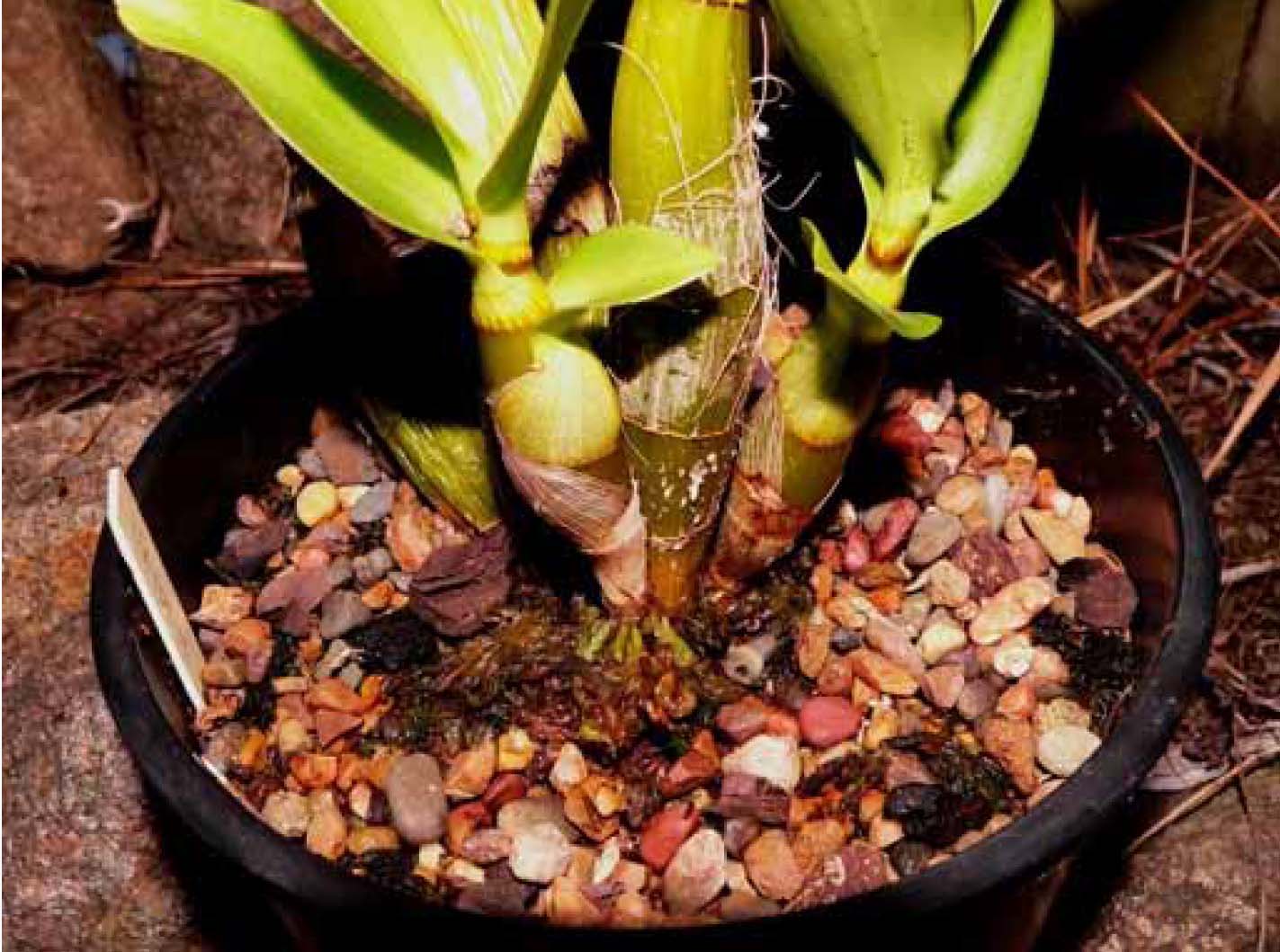 Plant 1-5 Den Jayden 'Jane'.jpg