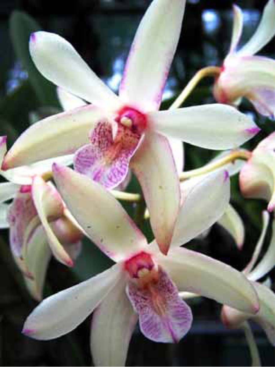 Plant 1-6 Den Jayden 'Jane'.jpg