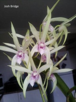 den-alick-dockrill-paleface-jb-1