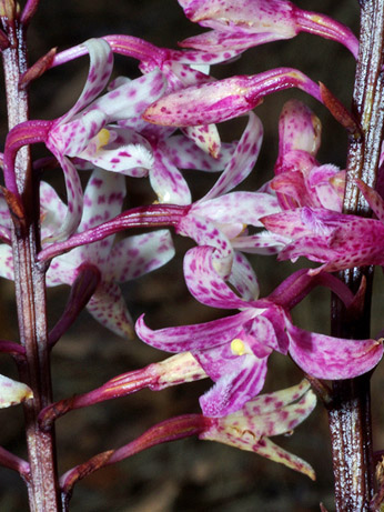 Roseum and Pardalinum.jpg