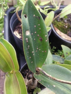 Scale on Dendrobium.jpg