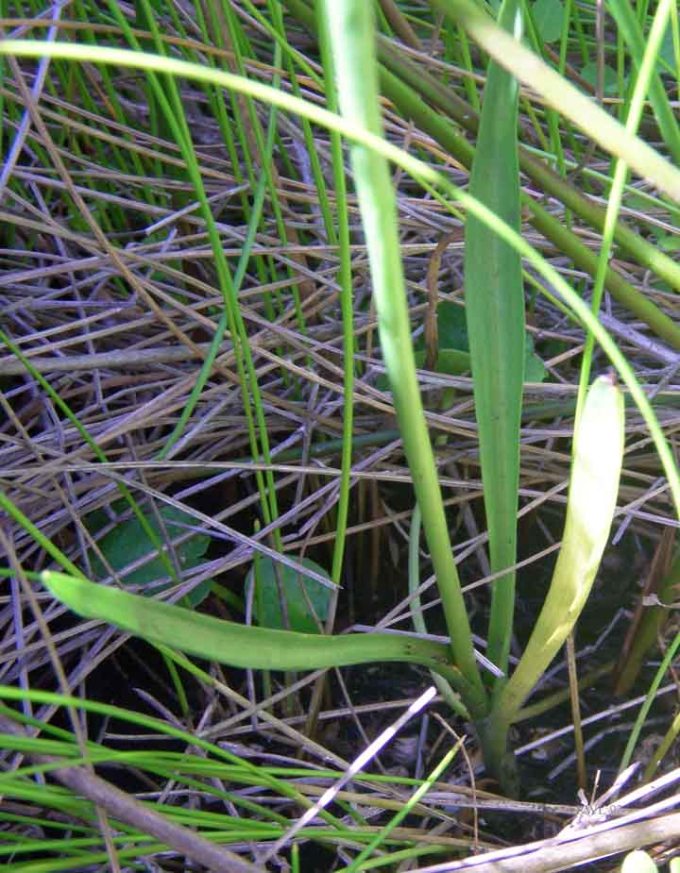 spiranthes-alticola-leavesrwl-92